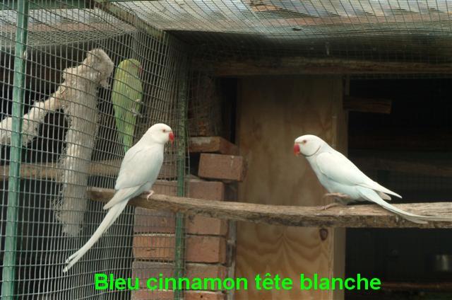 collier bleu cinnamon tete blanche (Small) (Small).jpg