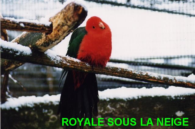 ROYALE NEIGE (Small).jpg