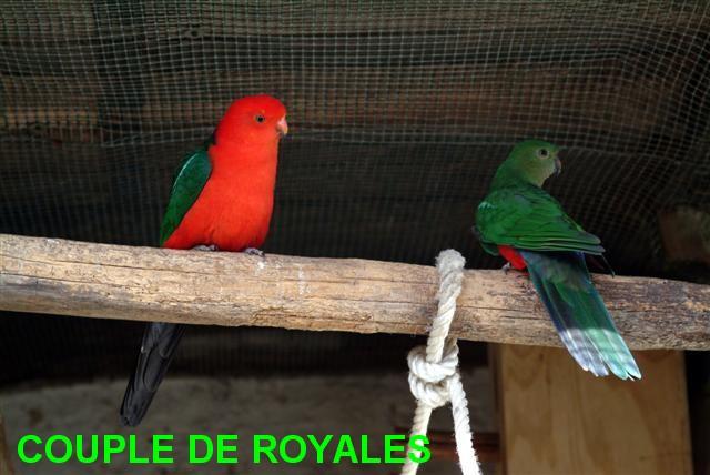 royale couple (Small) (Small) (Small).jpg