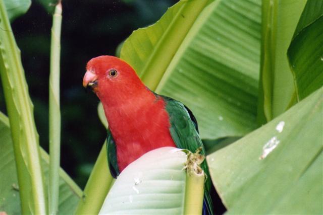 royale bannanier (Small) (Small).jpg