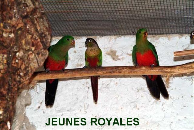ROYALE JEUNES (Small) (Small).jpg