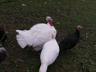 dindon blanc.jpg