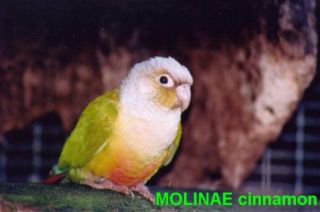 MOLINAE cinnamon (Small).jpg