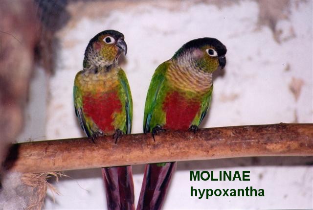 MOLINAE HYPOXANTHA (Small).jpg