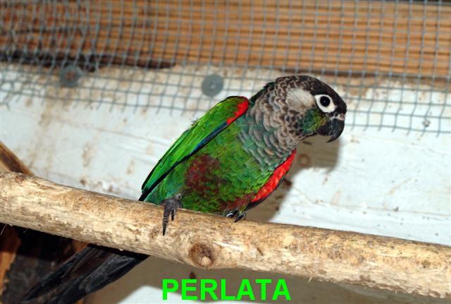PERLATA (Small) (Small).jpg