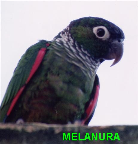 MELANURA (Small).jpg