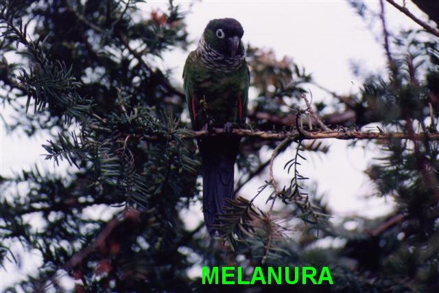 MELANURA1 (Small) (Small).jpg