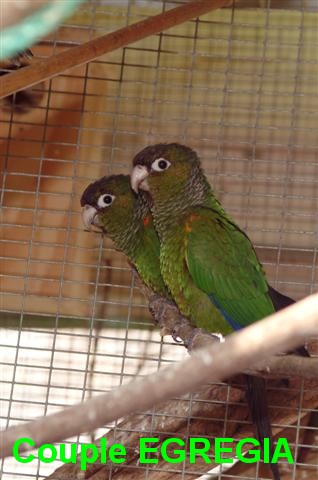 EGREGIA (Small).jpg