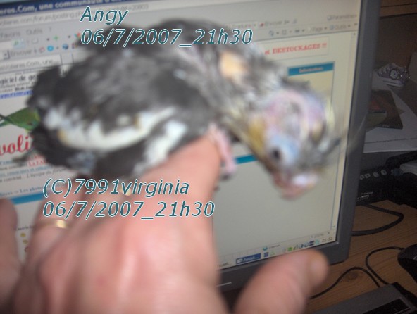 angy_sociabilisation 004.jpg