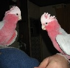 mes rosalbin.jpg