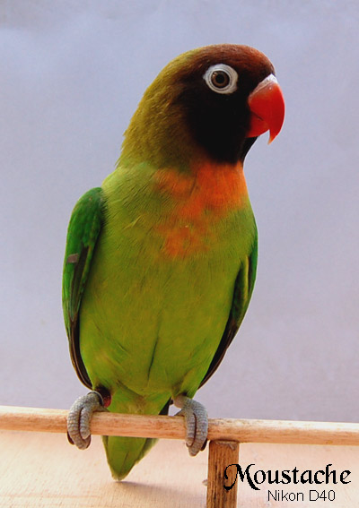aga-coco_070923_5w.jpg