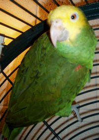 amazone07.jpg