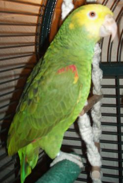 amazone02.jpg