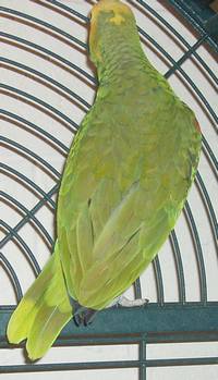 amazone08.jpg