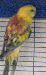 DSC00518.jpg