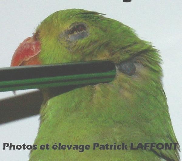 erythropmletique2_315.jpg