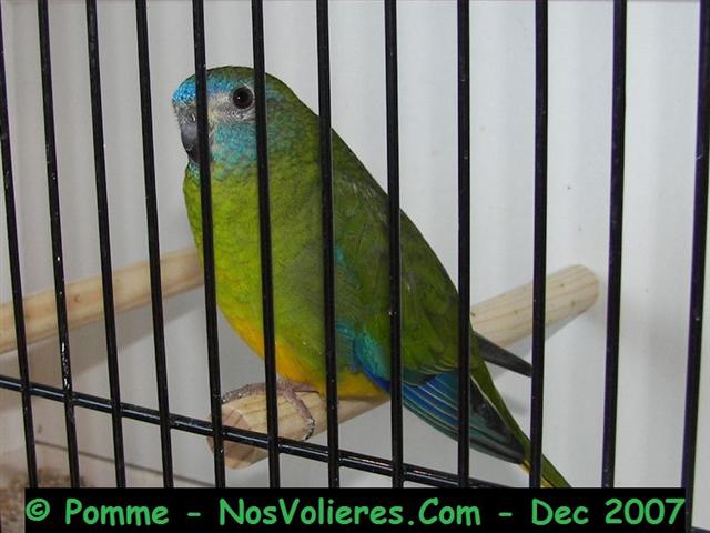 turquoisine normale ventre jaune F 92 pts (Small).JPG