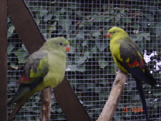 couple mela1.JPG