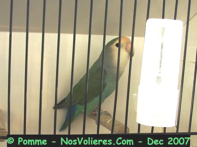 roseicollis turquoise (bleu masque blanc) 90 pts (Small).JPG