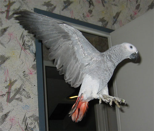 volgris2.jpg