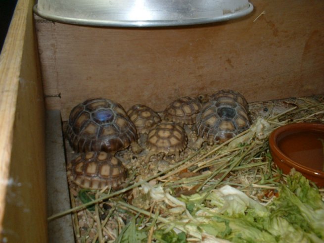 BB sulcata.jpg