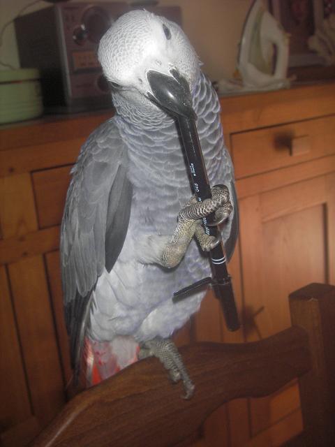 stylo maya.jpg