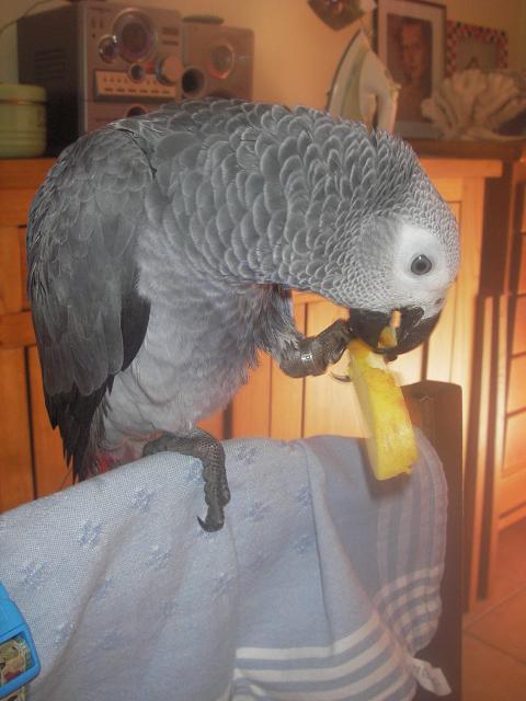 miam pomme.jpg