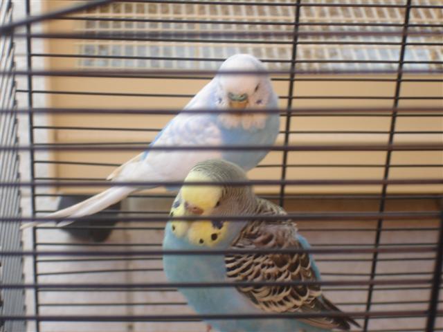 oiseaux 001 (Small).jpg