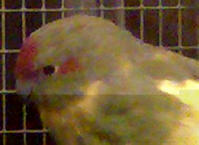 tete lilo (Small).jpg