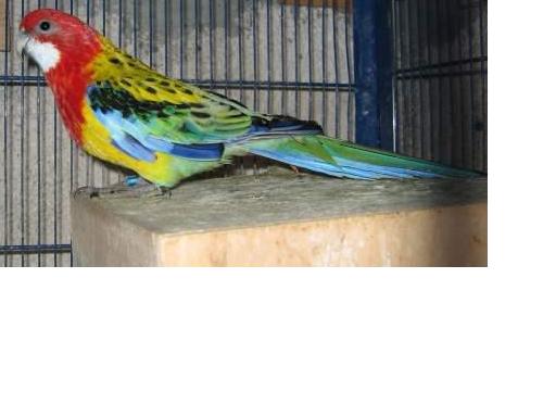 male ou femelle 1.JPG