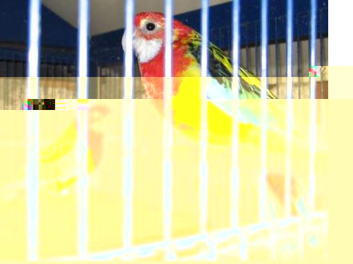 Male ou femelle omni 2.JPG