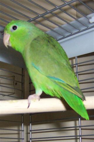 toui (Small).jpg