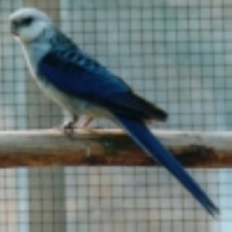 stanleycobalt.jpg