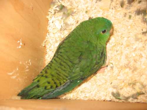 oiseaux 097.jpg