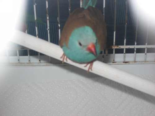 oiseaux 085.jpg