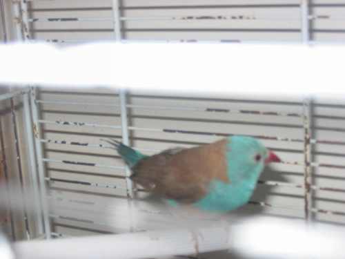 cape bleu 004.jpg