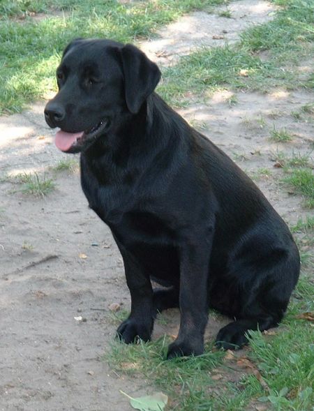 labrador.jpg