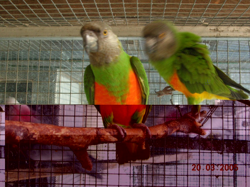 img04411.jpg