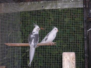Mes_oiseaux_024[1].jpg