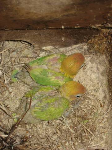 fischers pastel.jpg