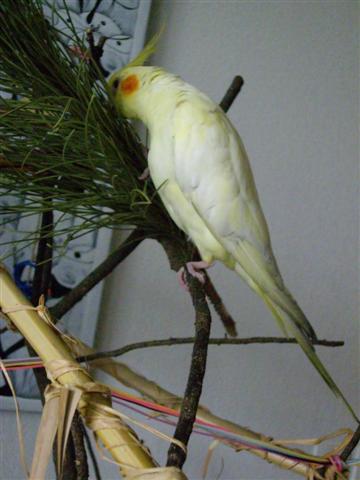 Tchouki 210408 014 (Small).jpg