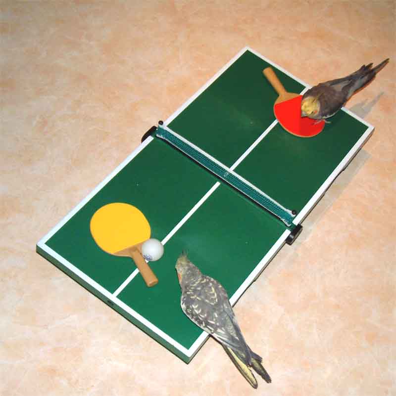 calo_ping.jpg