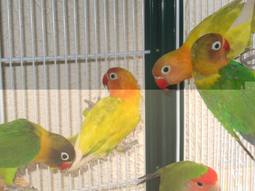 oiseaux 001.jpg