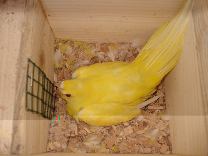 lutino.jpg