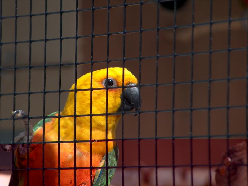 OISEAUX CHRISTOPHE Mangue PJ (Medium).jpg