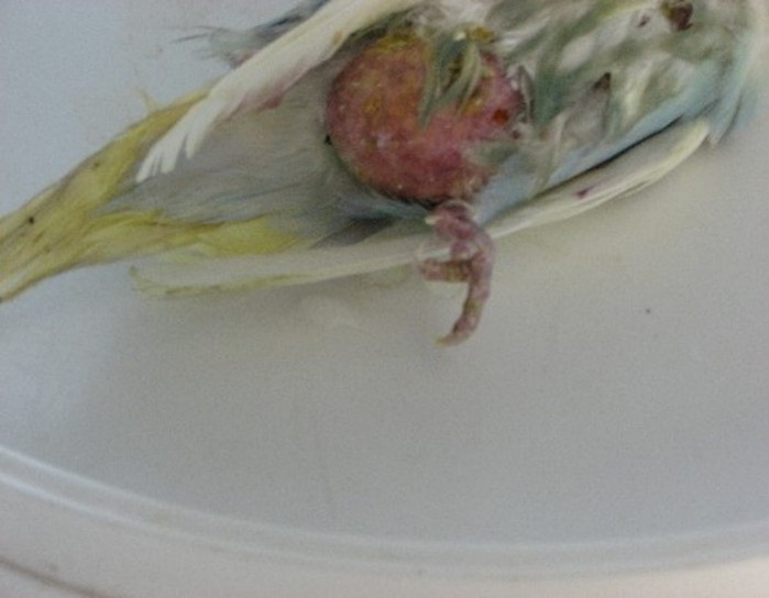 Copie de Maude 003.jpg