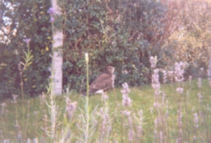 buse dans mon jardin.jpg