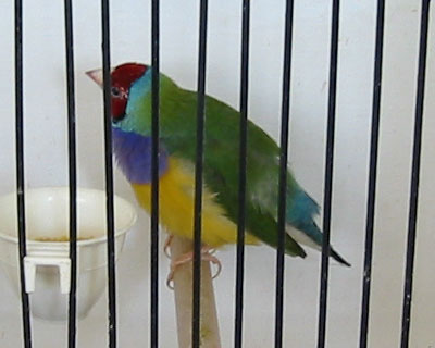 gould2.jpg
