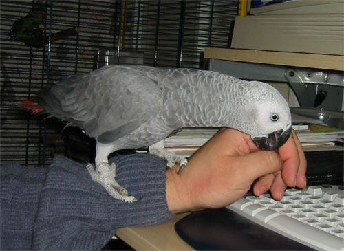 gris5.jpg