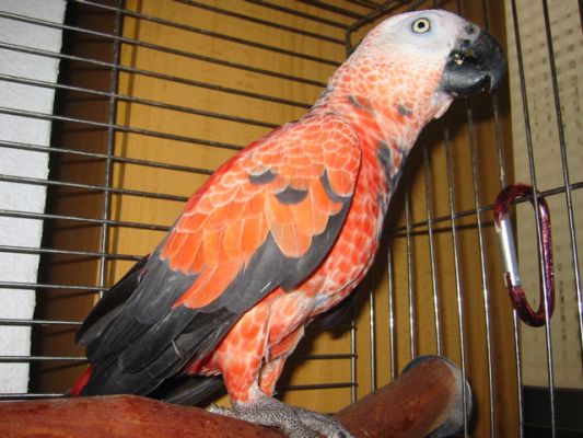 perrok orange.jpg